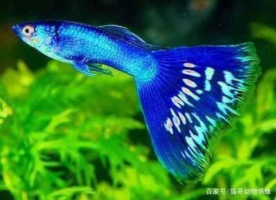 混養魚飼料營養搭配指南：如何科學地配置混養魚飼料
