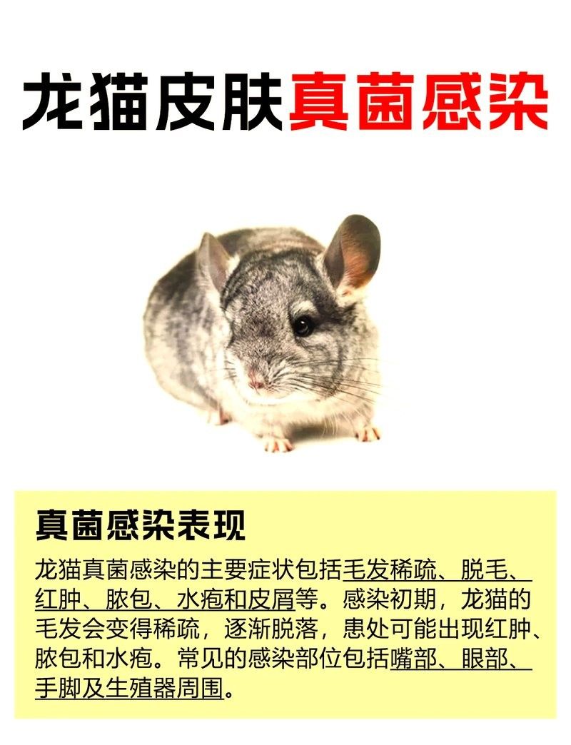 龍貓感染細菌后應(yīng)該如何治療？