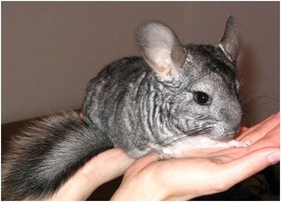 龍貓感染細菌后應(yīng)該如何治療？