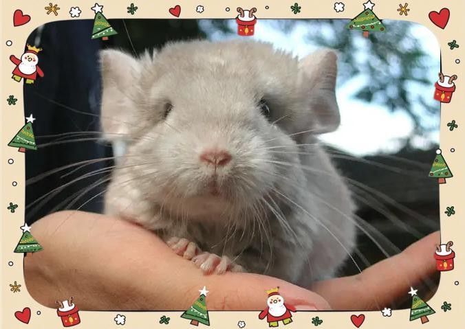 龍貓感染細菌后應(yīng)該如何治療？