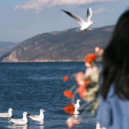 頂級紅龍魚手機壁紙