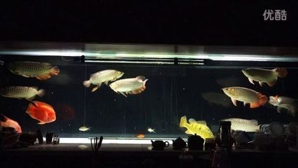 龍魚混養(yǎng)視頻：龍魚混養(yǎng)技巧和注意事項