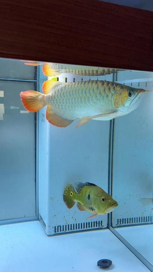 龍魚虎斑紋