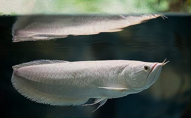 銀龍魚適合多大的缸