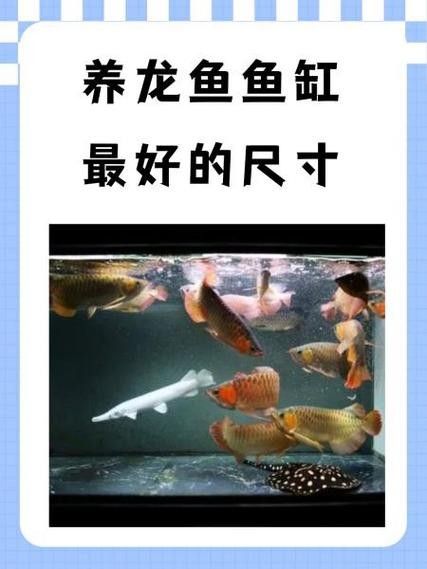 銀龍魚適合多大的缸