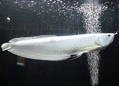 銀龍魚適合多大的缸