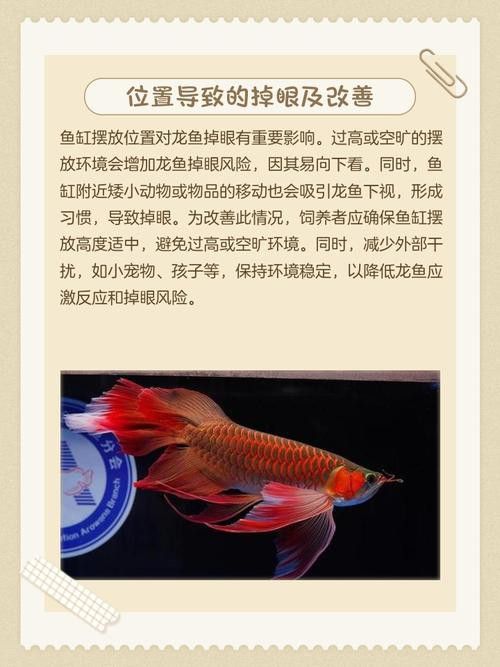 金龍魚掉眼能自己恢復(fù)嗎圖片視頻