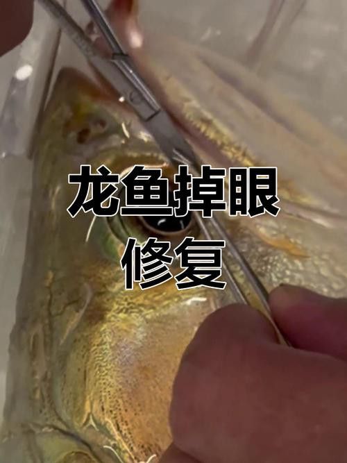 金龍魚掉眼能自己恢復(fù)嗎圖片視頻