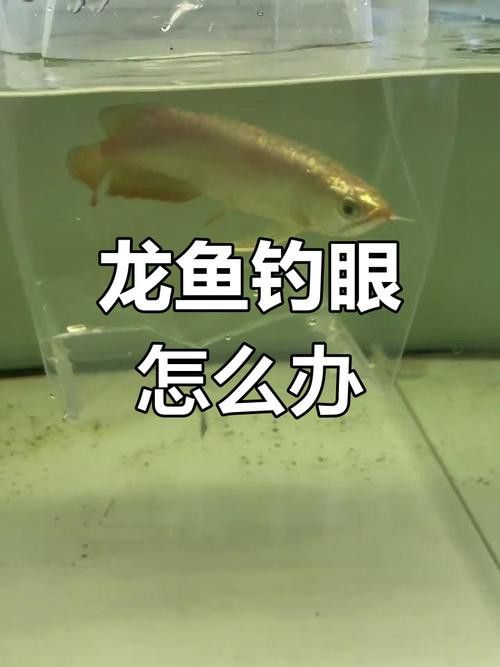 金龍魚掉眼能自己恢復(fù)嗎圖片視頻