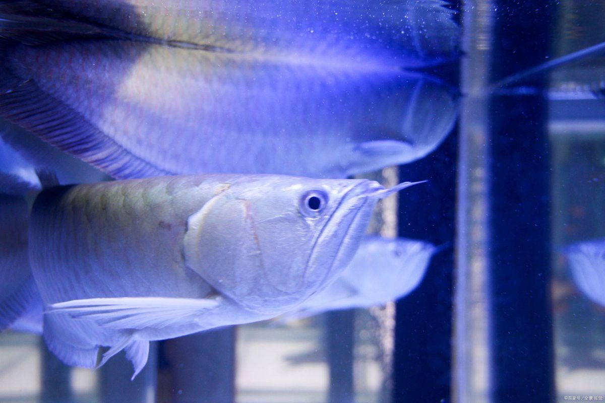 你知道銀龍魚長什么樣