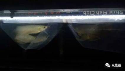 龍魚二十度的水溫會熱死嗎？：龍魚二十度水溫會熱死嗎龍魚二十度水溫會熱死嗎