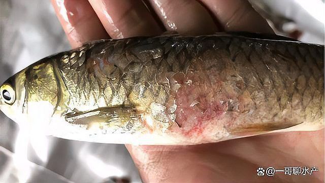 魚身上鱗片脫落身上潰爛怎么辦