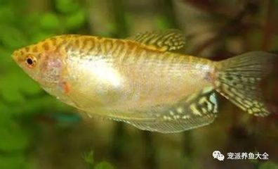紅曼龍魚(yú)的成年體長(zhǎng)是多少？：紅曼龍魚(yú)的性別對(duì)于繁殖和飼養(yǎng)者需要注意以下幾點(diǎn)