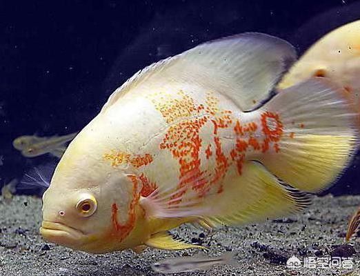 黃化白子銀龍魚單養(yǎng)能繁殖嗎（銀龍魚怎么繁殖）