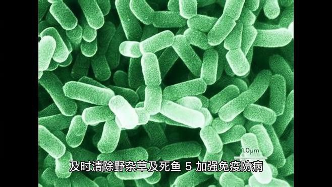 如何預防龍魚傳染性疾病？