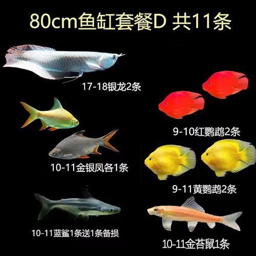 如何選擇適合養(yǎng)銀龍魚的魚缸？