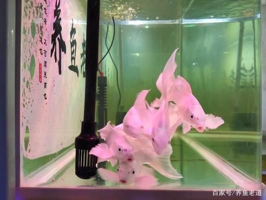 紅龍魚怎么養方法介紹一下圖片視頻大全（紅龍魚怎么養方法介紹一下圖片視頻大全下載）