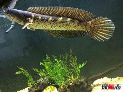 雷龍魚能活多少歲的壽命，雷龍魚的壽命受到多種因素的影響