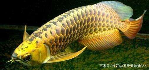 金龍魚吃多少小魚：金龍魚一天喂多少粒小魚一天喂多少條小魚和蝦合適