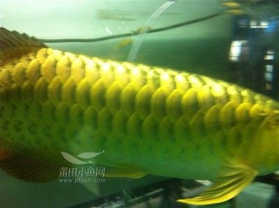 金龍魚吃多少小魚：金龍魚一天喂多少粒小魚一天喂多少條小魚和蝦合適