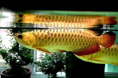 金龍魚吃多少小魚：金龍魚一天喂多少粒小魚一天喂多少條小魚和蝦合適