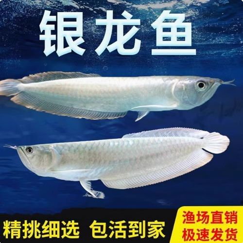 銀龍魚紅眼