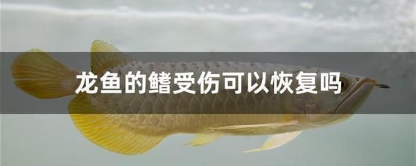 龍魚被咬傷了怎么辦：當(dāng)龍魚遭受咬傷時(shí)，飼養(yǎng)者需要采取一系列措施來確保龍魚健康和安全