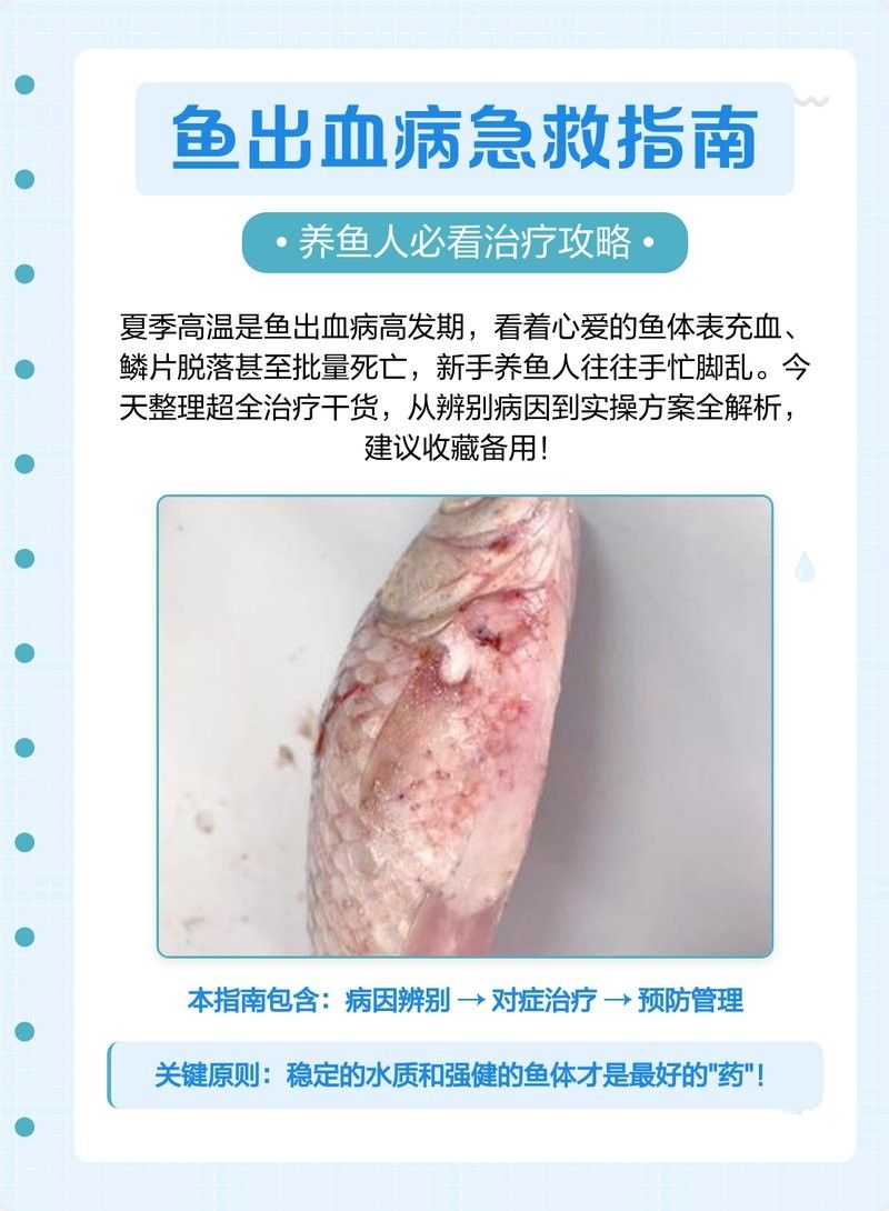 龍魚出血病期間需要停食多久？