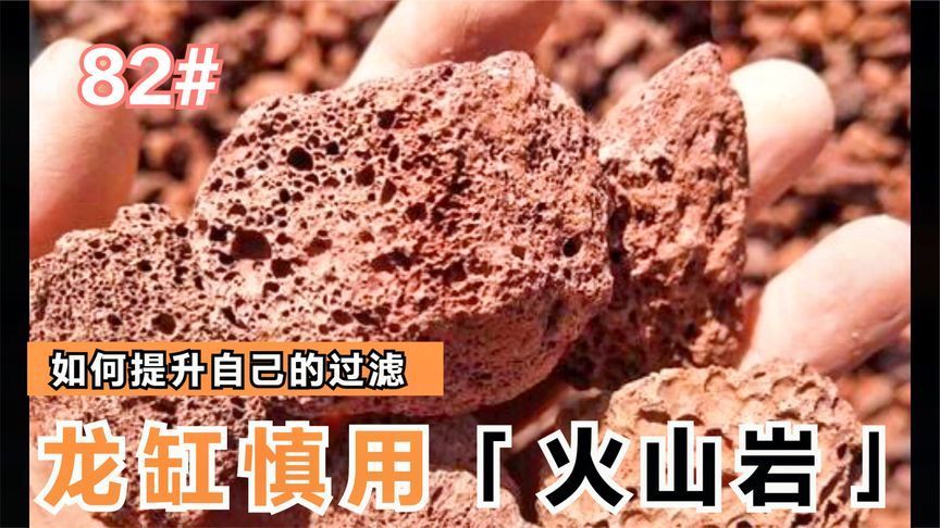 龍魚缸放珊瑚骨好不好：放珊瑚骨對龍魚缸的影響],珊瑚骨對魚類產生影響