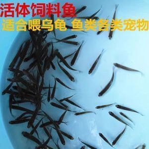 土龍魚,淡水可以養殖嗎（土龍魚能在淡水中生存嗎？）