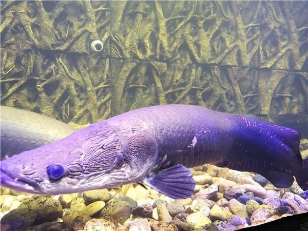 古龍魚圖片清遠(yuǎn)