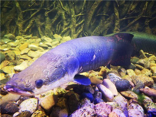 古龍魚圖片清遠