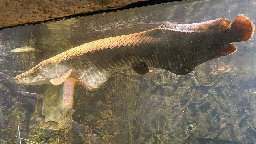 古龍魚圖片清遠