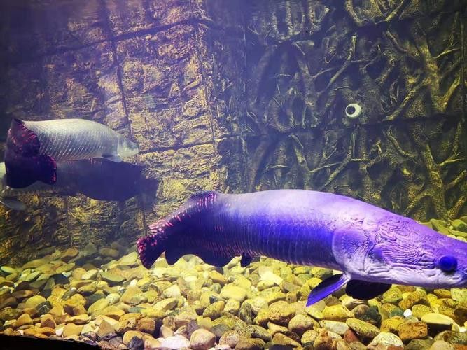 古龍魚圖片清遠