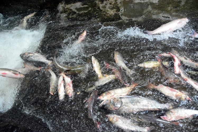 古龍魚圖片清遠