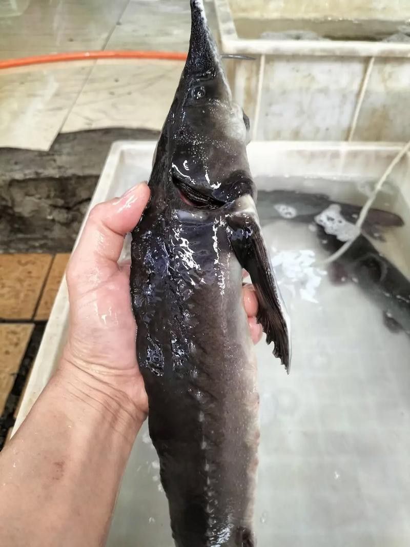 古龍魚圖片清遠