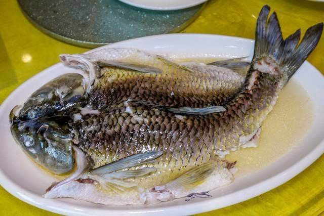 古龍魚圖片清遠