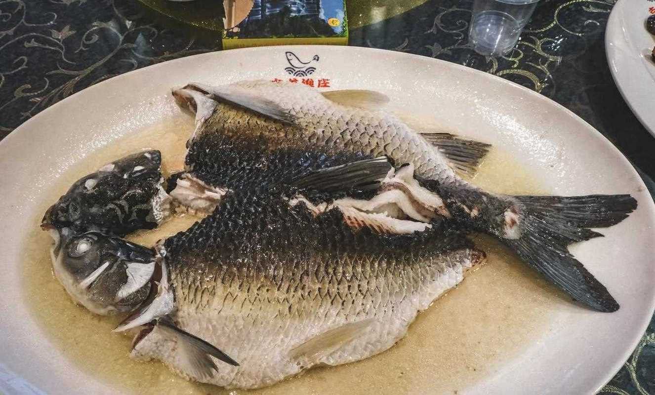 古龍魚圖片清遠