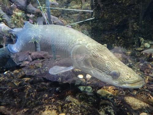 古龍魚圖片清遠