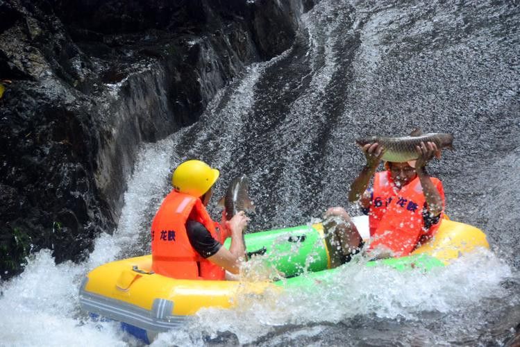 古龍魚圖片清遠