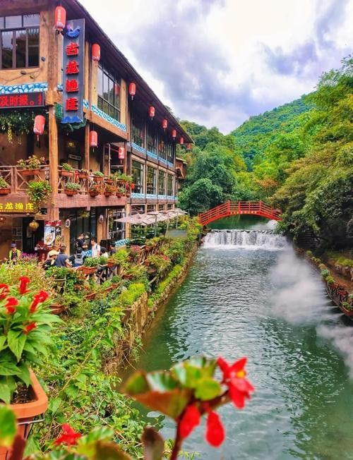 古龍魚圖片清遠