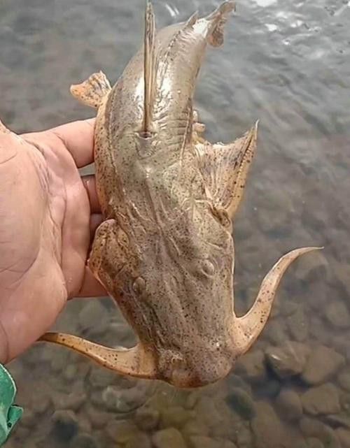 古龍魚圖片清遠