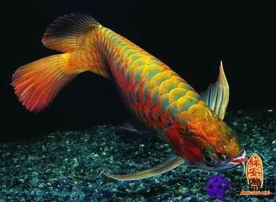 養(yǎng)金龍魚的寓意是什么：養(yǎng)金龍魚的寓意