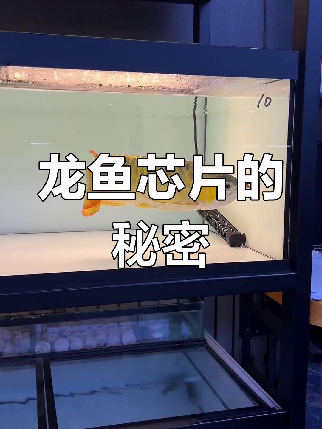 龍魚芯片號碼代表什么 龍魚百科 第3張 龍魚芯片號碼代表什么 龍魚芯片號碼代表什么 龍魚百科 第3張
