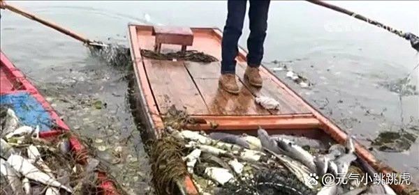 放生青龍魚需要多少費用？