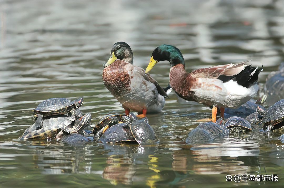 放生青龍魚需要多少費用？