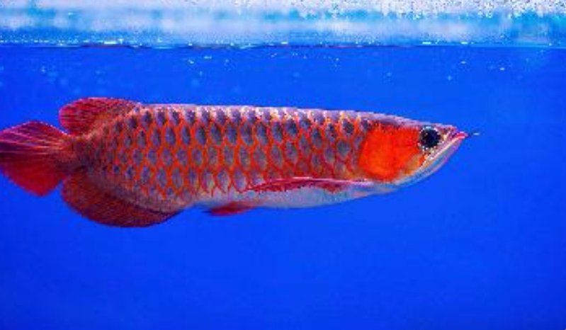 冷凍紅龍魚最簡單做法