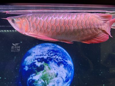 米特拉龍魚是什么意思？（什么是米特拉紅龍魚）