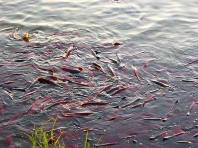 銀龍魚卵外面能孵化嗎（銀龍魚卵的孵化方式是口孵，口孵，）