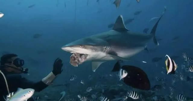 龍魚打斗拒食：龍魚打架不吃東西不吃東西